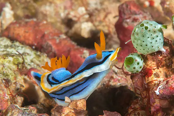 Closeup of a nudibranch, a colorful   beautiful sea slug  crawling on coral