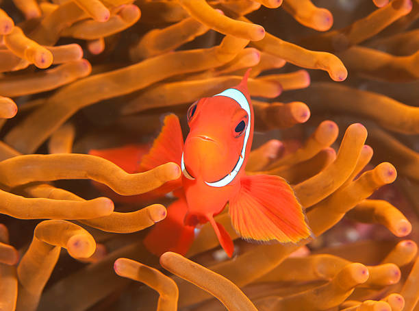istock Clownfish among  anemone 1508364958