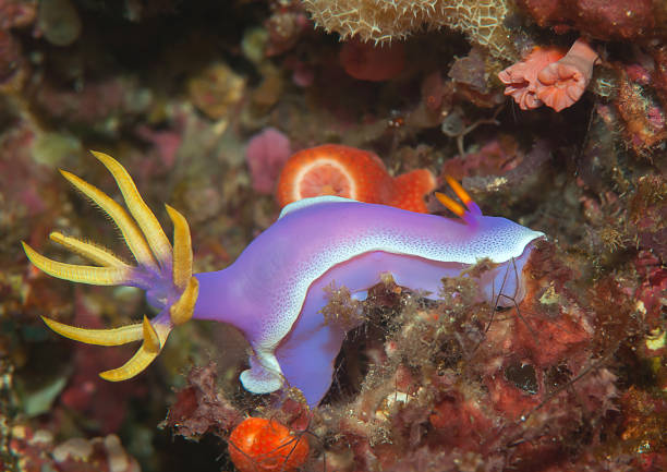 Colorful Nudibranch on coral stock photo