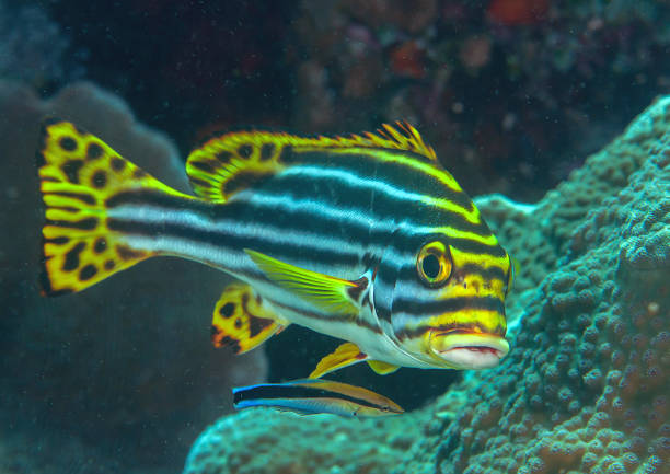 istock Oriental sweetlips over corals 1508365483