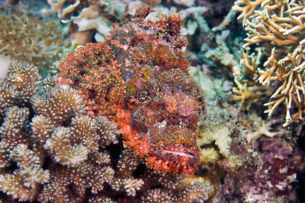 Bearded scorpionfish  in hunting position among coral