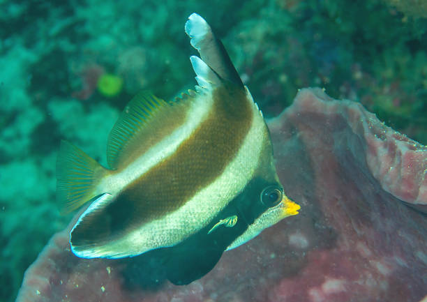 Bannerfish swims over  corals Pennant Bannerfish  above coral reef of Bali pennant bannerfish photos stock pictures, royalty-free photos & images