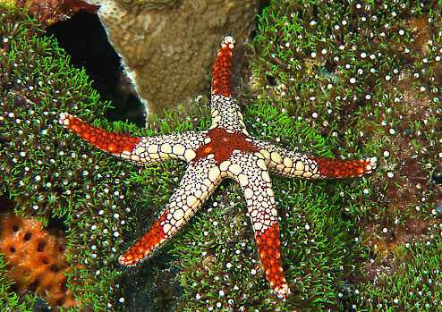 Necklace starfish or tiled starfish resting on coral of Bali