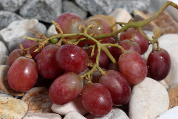 istock Grapes stones texture and background. Rock texture 1508370981