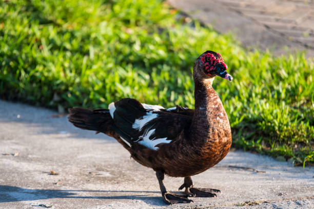 istock Domestic Muscovy duck 1508374175