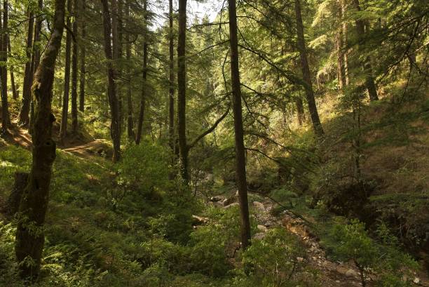 istock Picturesque cedar forest in Indian Himalayas 1508377876