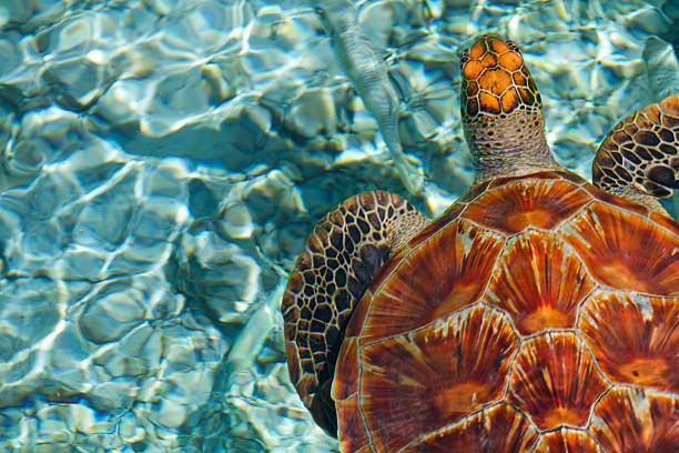meeresschildkröten schwimmen - bora bora atoll stock-fotos und bilder
