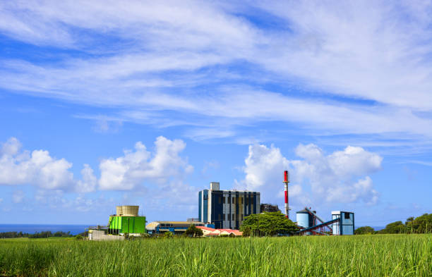 istock Sugar cane growing in a field with the refinery 1508404231
