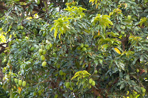 Image of Mango tree with fruits
