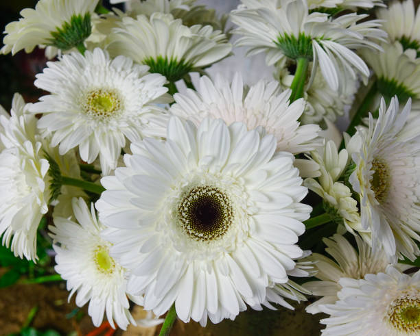 istock White daisy flowers at the shop 1508412348