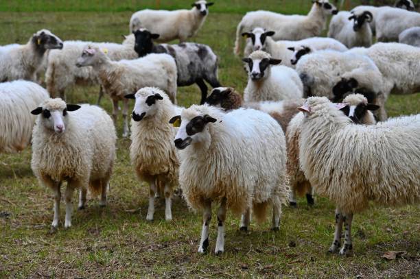 istock Sheep grazing on the rural farm 1508413476