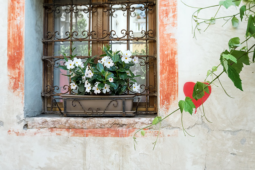 Geranium plants with red flowers placed in a rectangular terra cotta flower pot on a window rim. The whole window is protected by a metal grid.