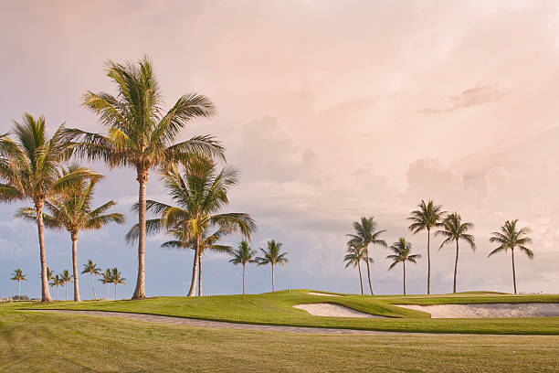 Campo de golfe com árvores de palma ao pôr do sol tropical - fotografia de stock