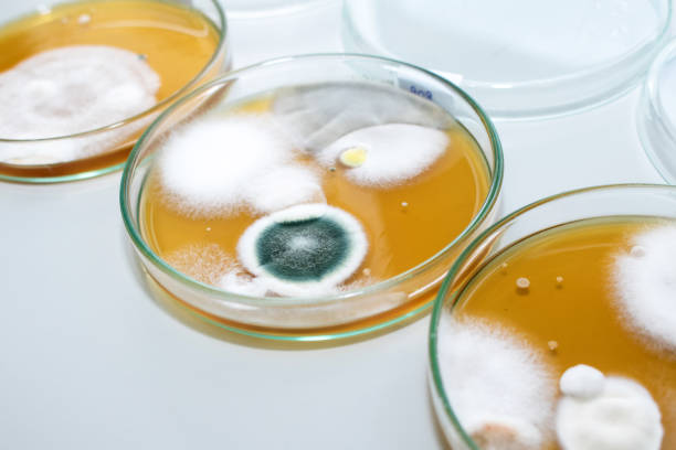 Molds colonies culture in petri dishes with mea malt extract agar. Molds colonies culture in petri dishes with mea malt extract agar. Fungus growth in plate of Medical tests or Laboratory experiment. cultured cell stock pictures, royalty-free photos & images