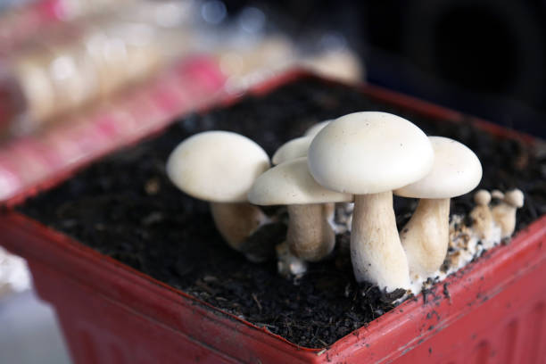 istock Milky mushroom growth on the soil mushroom cultivation. 1508447915