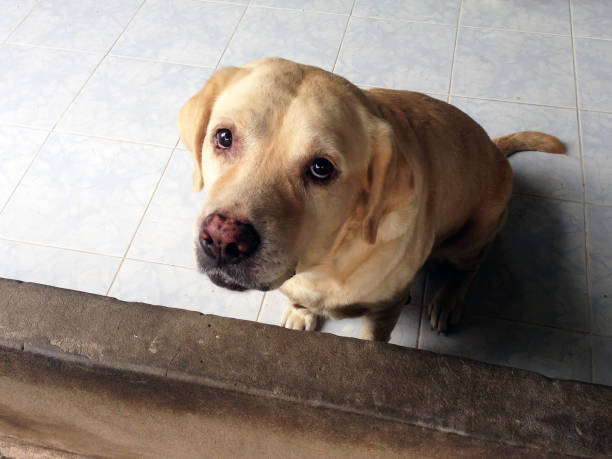 Sad senior black labrador retriever dog . This dog is lying on white tiles with nostalgia and tireness in a kitchen. the dog looks sadly upwards.