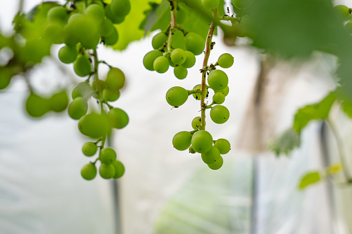Unripe Pione grape fruit in early summer time.
