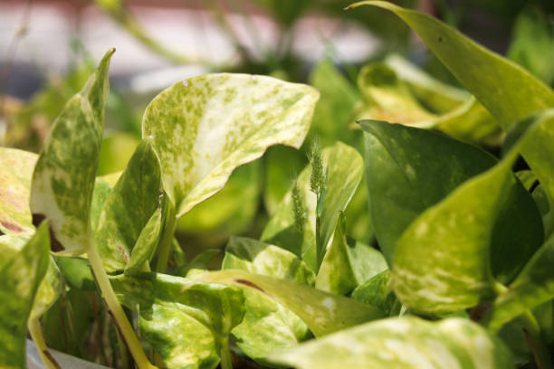istock Green leaves of pothos or devil's ivy plant 1508456505