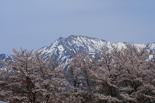 Niigata pref