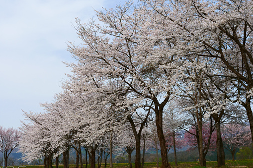 Niigata pref