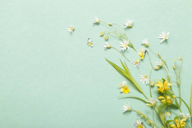 istock wild flowers on paper background 1508479461