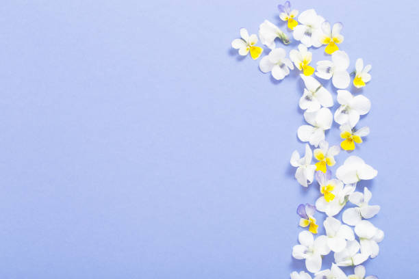 istock viola flowers on color paper  background 1508479467