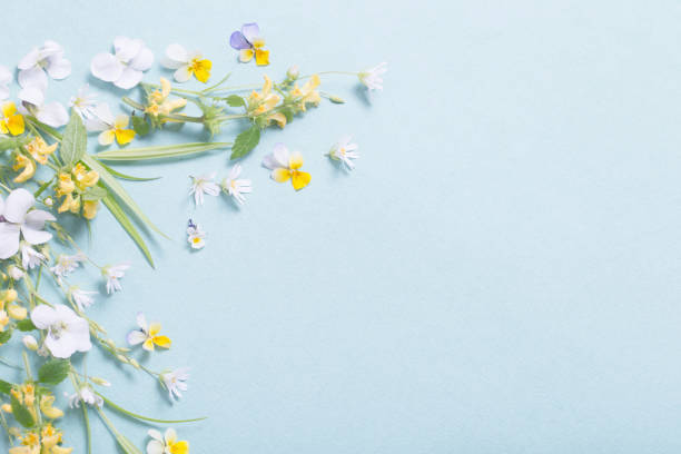 wild flowers on paper background