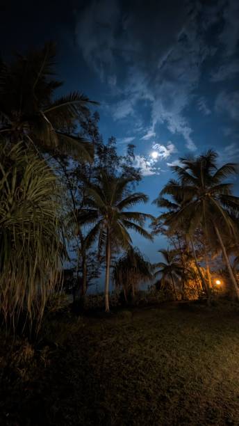istock Moon lit night with coconut palm 1508485383