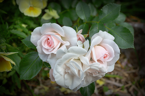 Rose in my garden