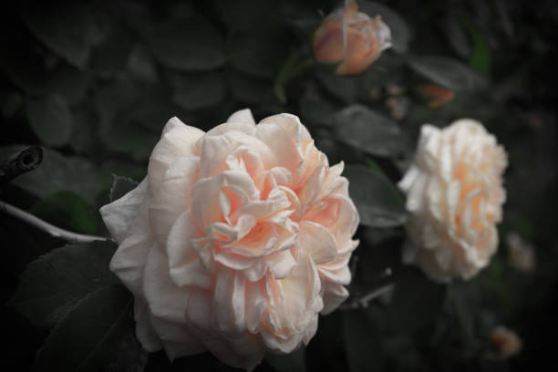 istock Rose in my garden 1508490194