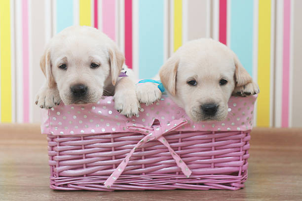 puppies stock photo