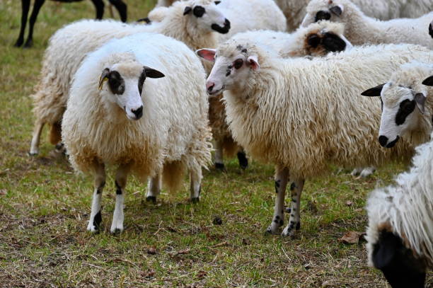 istock Sheep grazing on the rural farm 1508508233
