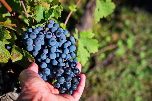 istock Holding bunch of red grapes 1508508240