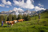 Mountain farmer in the Alps brings his cows to pasture for the alpine summer