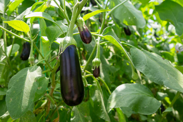 istock Greenhouse eggplant field agriculture (Turkey - Antalya) 1508510093