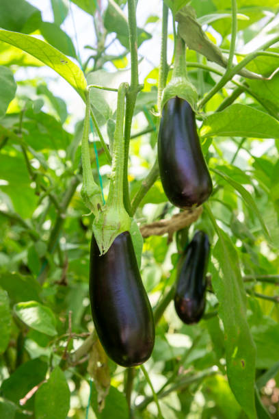 istock Greenhouse eggplant field agriculture (Turkey - Antalya) 1508512611