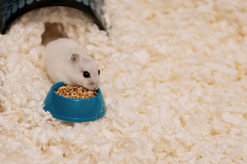 Hamster eating dry food from blue bowl on paper shavings