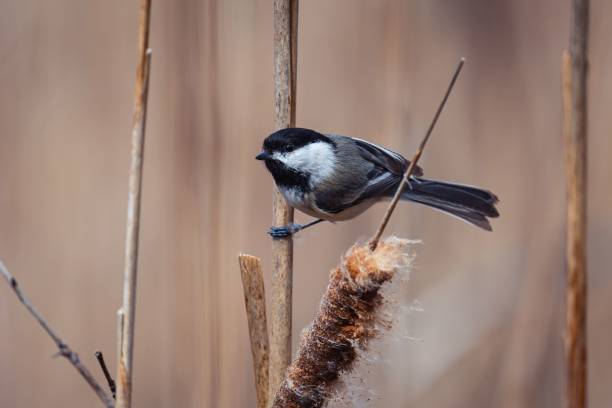 istock Small songbird perched on the branch of a tree with a blurred background 1508518933