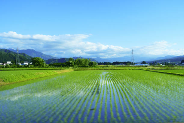 istock Reflections in rice paddy field in Minamiuonuma 1508529568