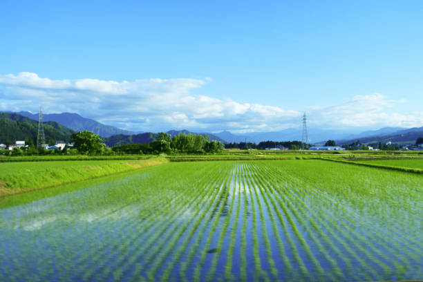reflexões no arrozal de minamiuonuma - niiagata - fotografias e filmes do acervo