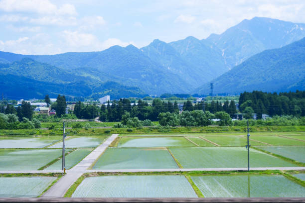 istock Reflections in rice paddy field in Minamiuonuma 1508530633