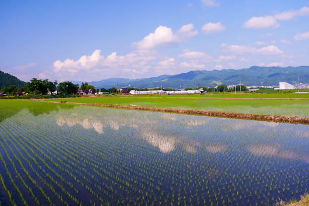 istock Reflections in rice paddy field in Minamiuonuma 1508532318