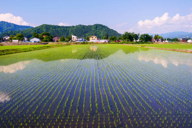 istock Reflections in rice paddy field in Minamiuonuma 1508535629