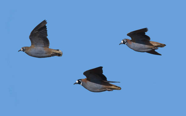Flock Bronzewings of queensland stock photo