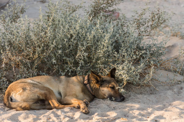 ビーチからの暖かい砂の中の低木の近くで眠っている犬 - dachshund humor running beginnings ストックフォトと画像