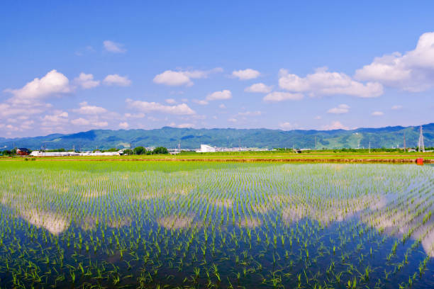 istock Reflections in rice paddy field in Minamiuonuma 1508538291