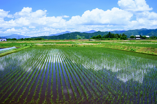 Beautiful Panorama view of rice paddy field in Furano Town, Hokkaido, Japan. Rice in Hokkaido made the best of climate and now it is one of the leading rice fields in Japan.