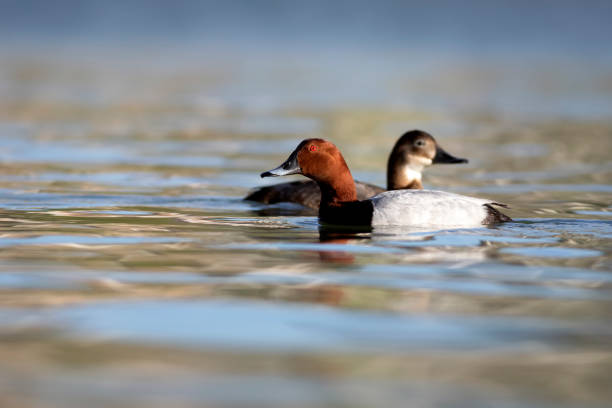 istock Swimming duck. Common Pochard. (Aythya ferina). Blue water background. 1508544011