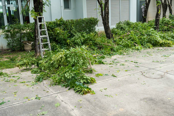 Many of excess branches on floor. Pruning tall trees.