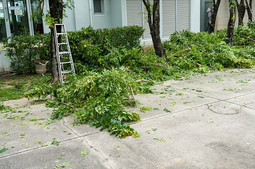 Many of excess branches on floor. Pruning tall trees. Telescopic garden shears cut green branches in front home.